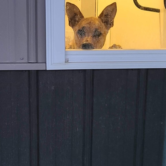 Meet your Posher, Katie - Picture 4 of 9